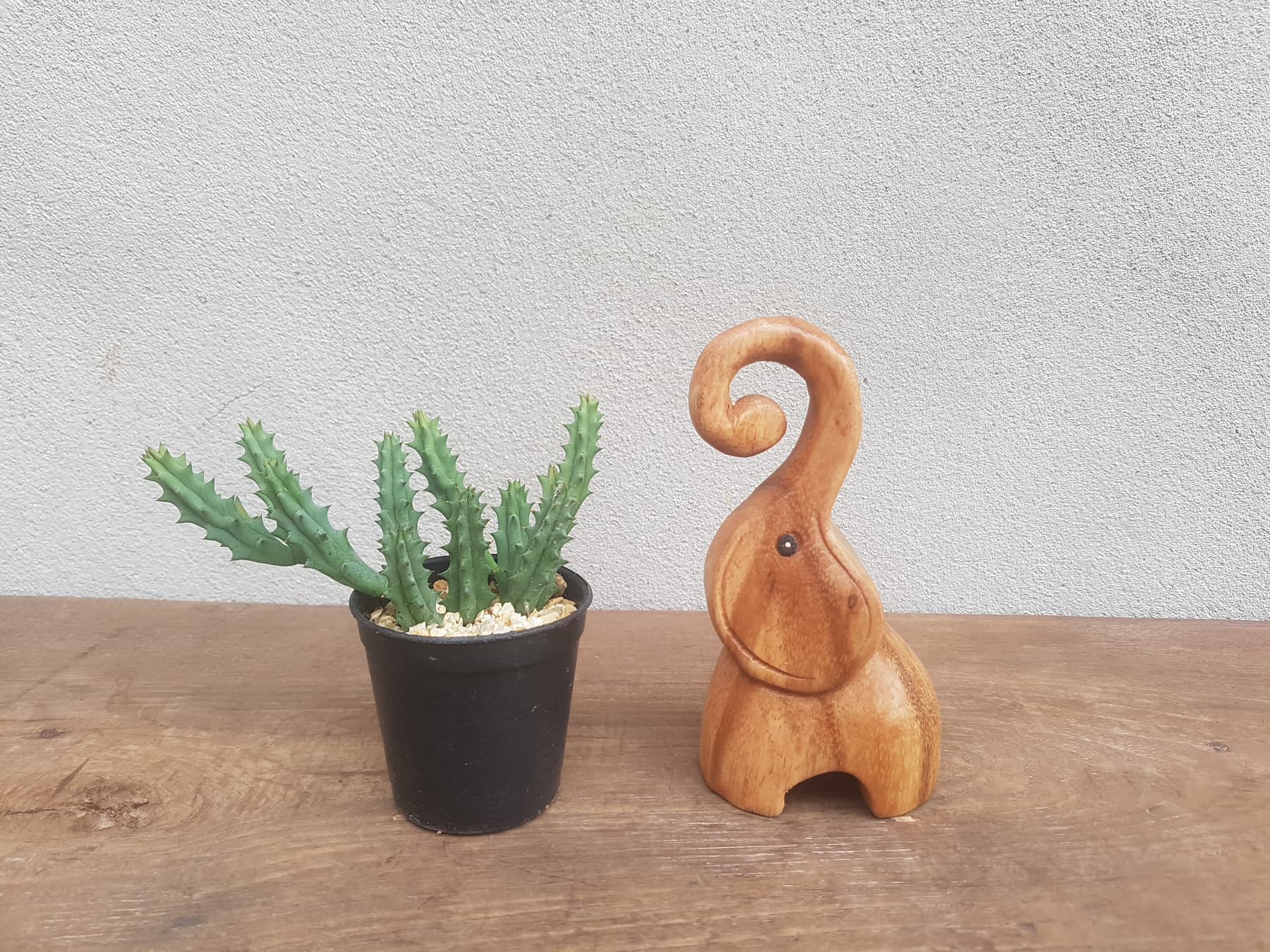 Elephant Curly Trunk 12cm 2