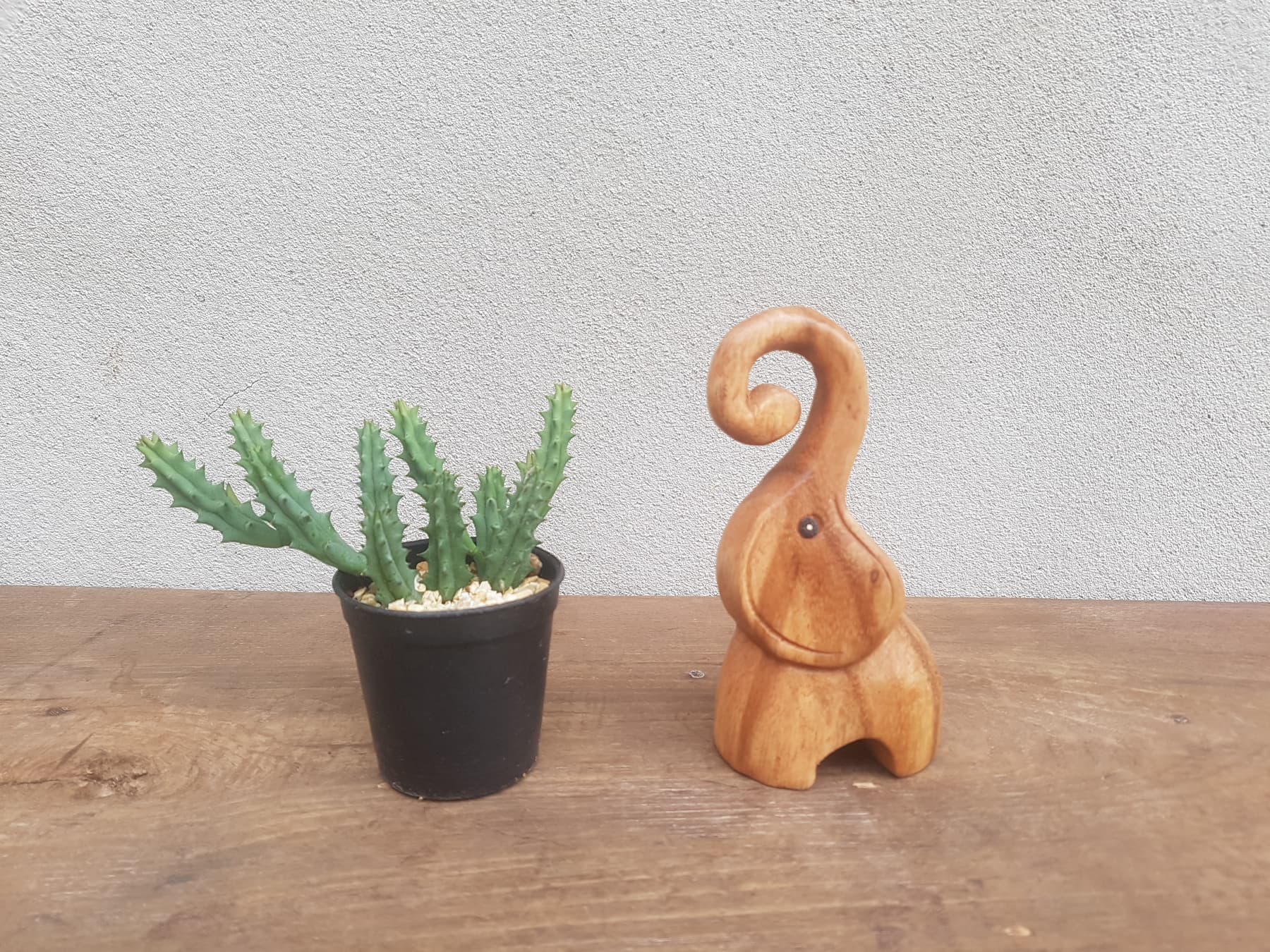 Elephant Curly Trunk 12cm